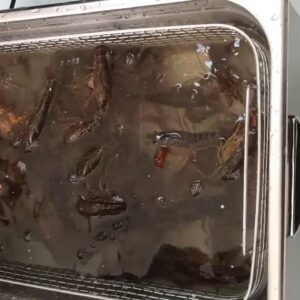 Live Lobster Cleaning Test Show Magic
